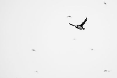 Low angle view of bird flying in snow