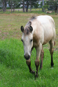 Horse standing in field