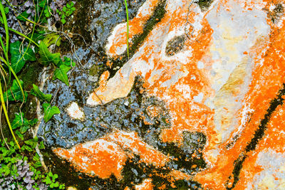 Close-up of lichen on moss