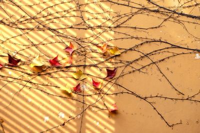 Close-up of dry leaves on branch