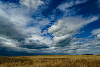 Scenic view of wheat field against sky