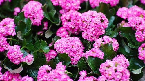 Full frame shot of pink flowering plants