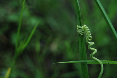 Close-up of snake on green grass