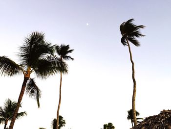 Low angle view of palm tree against sky