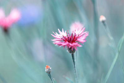 Close-up of cornflower