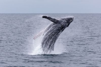 Whale jumping in sea against sky