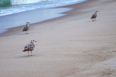 View of seagulls on beach