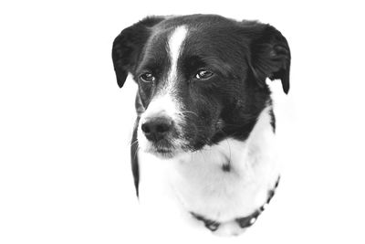 Close-up of dog against white background