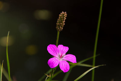 Close-up of pink flowering plant