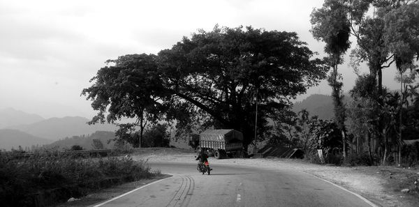 Road along trees