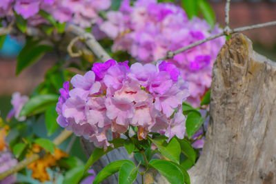 Close-up of pink flowering plant