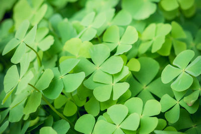 Full frame shot of green leaves