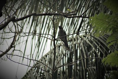 Low angle view of bird perching on bare tree