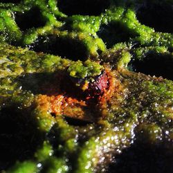 Close-up of crab in sea