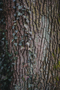 Full frame shot of tree trunk