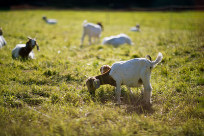 Sheep in a field