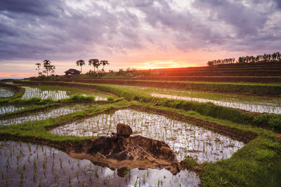 Sunset rice fields in asia, bengkulu utara, indonesia, beautiful colors and natural light of the sky