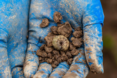 Winter pest insect pest. agrotis segetum
