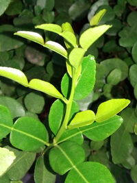 Close-up of green leaves