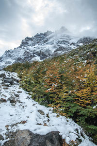 Forest with snowcapped mountain in te background