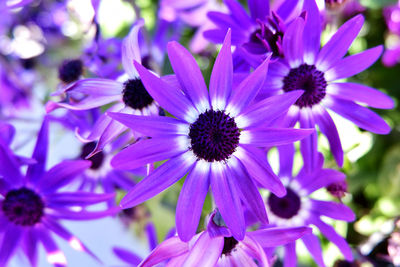 Close-up of purple flowering plants