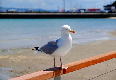 Seagull perching on retaining wall by beach against sky