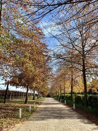 Footpath amidst trees during autumn