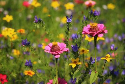 Close-up of yellow flowers blooming on field