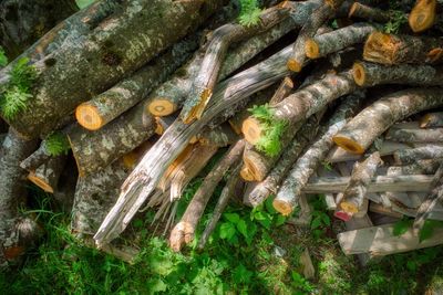 High angle view of fish on plants