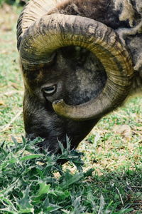 Close-up of a horse in a field