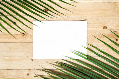 Directly above shot of palm leaves