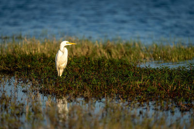 Great egret stands among plants on floodplain