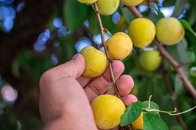 Cropped image of hand holding fruits