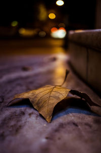 Close-up of fallen maple leaf on street at night