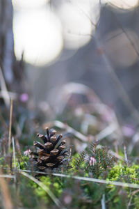 Close-up of pine cone on field