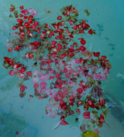 High angle view of pink flowers floating on water