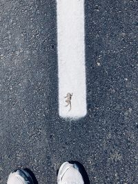 Low section of man standing by dead lizard on road