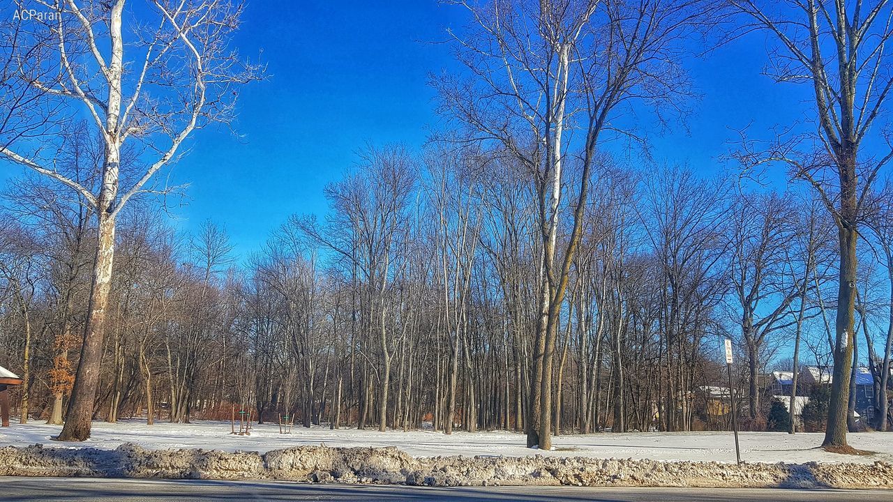 BARE TREES ON SNOW COVERED LAND