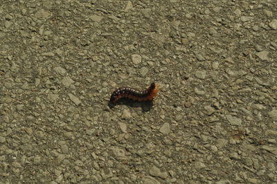 High angle view of lizard on ground