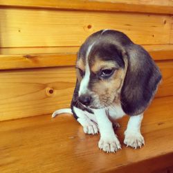 Dog lying on wooden floor