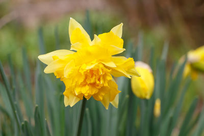 Close-up of yellow flowering plant