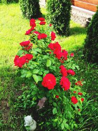 Close-up of red flowers blooming in park