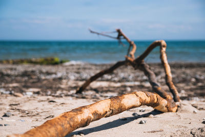 Close-up of driftwood on beach against sky