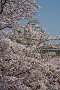 Cherry blossom tree against sky