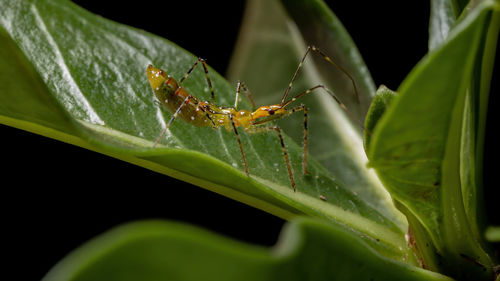 Close-up of insect on leaf