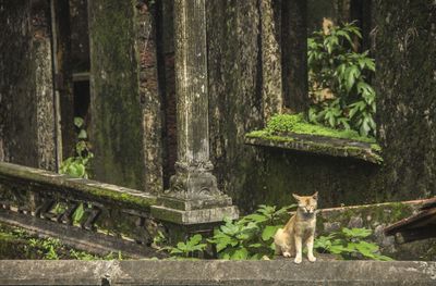 Stray cat at old ruins