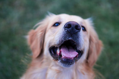 Close-up of dog smiling 