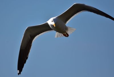 Low angle view of seagull flying against clear sky