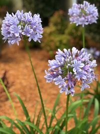 Close-up of purple flowering plant on field