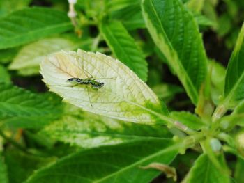 Close-up of insect on leaf